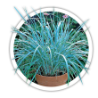 Колосняк  Elymus  Leymus