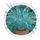 Колосняк Elymus Leymus
