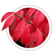 Бруслина крилата / Euonymus alatus