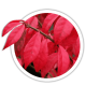 Бруслина крилата / Euonymus alatus