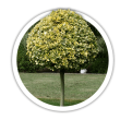 Бруслина / Euonymus