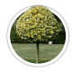 Бруслина / Euonymus Бруслина / Euonymus