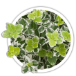Бруслина Форчуна / Euonymus fortunei