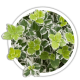 Бруслина Форчуна / Euonymus fortunei