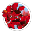 Бук Fagus