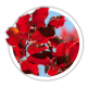 Бук Fagus