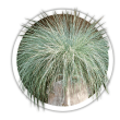 Вівсяниця  Festuca