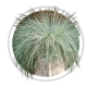 Вівсяниця Festuca Вівсяниця Festuca