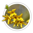 Форзиція Forsythia