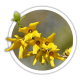 Форзиція Forsythia Форзиція Forsythia
