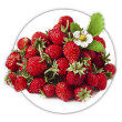 Суниця Fragaria