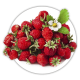 Суниця Fragaria Суниця Fragaria