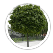 Ясен Fraxinus