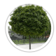 Ясен Fraxinus Ясен Fraxinus