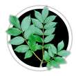 Ясен Fraxinus