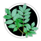 Ясен Fraxinus Ясен Fraxinus