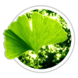 Ґінкго Ginkgo