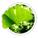 Ґінкго Ginkgo Ґінкго Ginkgo