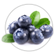 Лохина Vaccinium Лохина Vaccinium
