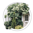 Гортензія Hydrangea