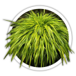 Хаконенхлоа Hakonechloa