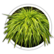Хаконенхлоа Hakonechloa Хаконенхлоа Hakonechloa