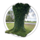 Плющ / Hedera Плющ / Hedera