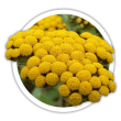 Безсмертник  Helichrysum