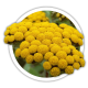 Безсмертник Helichrysum