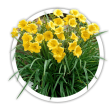 Лілійник Hemerocallis