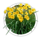 Лілійник Hemerocallis Лілійник Hemerocallis
