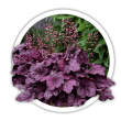 Гейхера  Heuchera