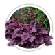 Гейхера Heuchera Гейхера Heuchera