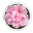 Гібіскус Hibiscus