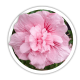 Гібіскус Hibiscus Гібіскус Hibiscus
