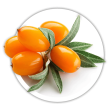 Обліпиха Hippophae rhamnoides