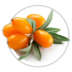 Обліпиха Hippophae rhamnoides Обліпиха Hippophae rhamnoides