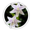 Хоста  Hosta