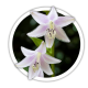Хоста Hosta