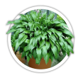 Хоста ланцетолиста