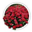 Гортензія Hydrangea