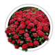 Гортензія Hydrangea Гортензія Hydrangea