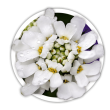 Іберіс Iberis