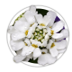 Іберіс Iberis Іберіс Iberis