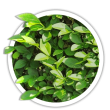 Бирючина звичайна / Ligustrum vulgare