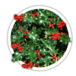 Падуб Ilex