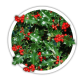 Падуб Ilex Падуб Ilex