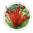 Імперата  Imperata