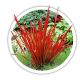 Імперата Imperata Імперата Imperata
