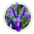 Ірис  Iris